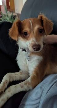 Andi -  Chihuahua Dog for Adoption in Calgary, Alberta - Andi | PetCurious
