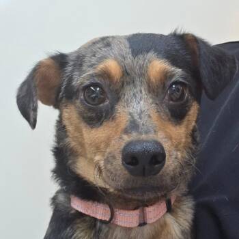 Chihuahua Dogs Available for Adoption - Nick Wilde | PetCurious