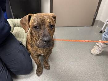 Pit Bull Terrier Dogs Available for Adoption in Ontario, California - ELI | PetCurious