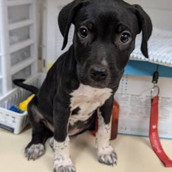 Honeybee -  Mixed Breed Dog for Adoption in Ardmore, Oklahoma - Honeybee | PetCurious