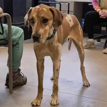 Great Dane and Hound Dogs Available for Adoption - Lolita | PetCurious