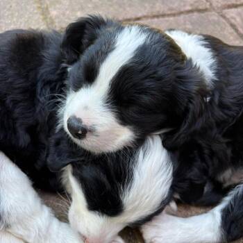 Border Collie and Collie Dogs Available for Adoption in San Diego, California - LEIA | PetCurious