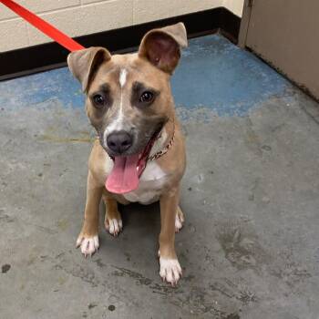 Mixed Breed Dogs Available for Adoption in Memphis, Tennessee - CHARMY (TOPIA) | PetCurious