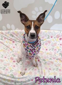 Jack Russell Terrier Dogs Available for Adoption - Petunia | PetCurious