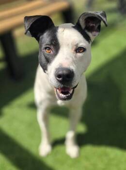 Mixed Breed Dogs Available for Adoption in Columbia, South Carolina - DEW DROP | PetCurious