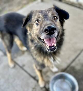 Rescue Norwegian Elkhound Dogs for Adoption in Littleton, Colorado - Goober | PetCurious