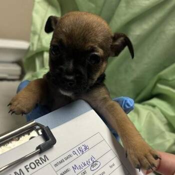 Mackerel -  Chihuahua and Terrier Dog for Adoption in Tempe, Arizona - Mackerel | PetCurious