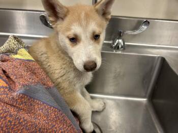 Siberian Husky and German Shepherd Dog Dogs Available for Adoption - MERCEDES | PetCurious