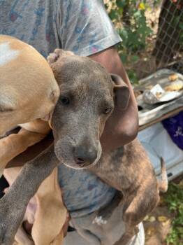 Rescue Mixed Breed Dogs for Adoption in Dallas, Texas - TIGER | PetCurious