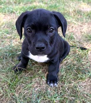 Sausage -  American Bully Dog for Adoption in Lisbon, Iowa - Sausage | PetCurious