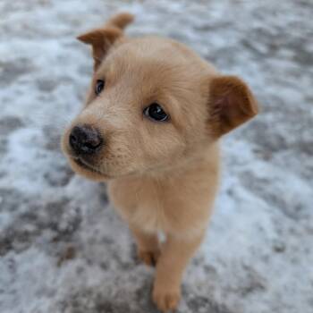 Mixed Breed Dogs Available for Adoption - Tahini | PetCurious