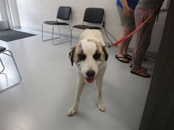 A388820 -  Anatolian Shepherd and Great Pyrenees Dog for Adoption in Ocala, Florida - A388820 | PetCurious