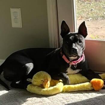 Gizmo -  Terrier Dog for Adoption in Wadena, Minnesota - Gizmo | PetCurious