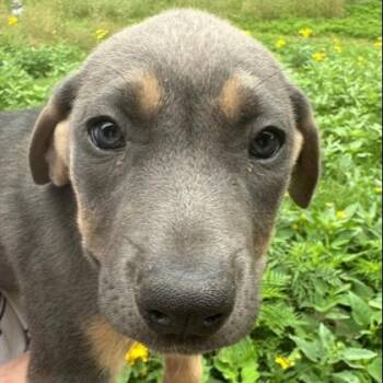 Daphne -  Hound and Mixed Breed Dog for Adoption in Kansas City, Missouri - Daphne | PetCurious