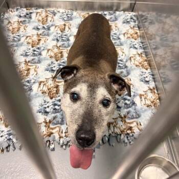Beba -  Mixed Breed Dog for Adoption in Davenport, Iowa - Beba | PetCurious