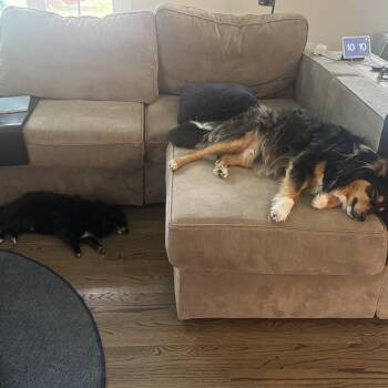 Michael Jackson -  Pomeranian and Mixed Breed Dog for Adoption in Northville, Michigan - Michael Jackson | PetCurious