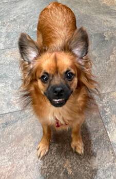 Dodger -  Papillon Dog for Adoption in Las Vegas, Nevada - Dodger | PetCurious