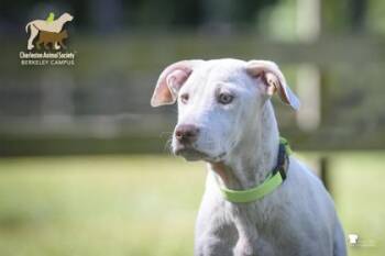 05642b Hinata Adoption Ambassador -  Labrador Retriever and Mixed Breed Dog Available for Adoption in North Charleston, South Carolina - 05642b Hinata Adoption Ambassador | PetCurious