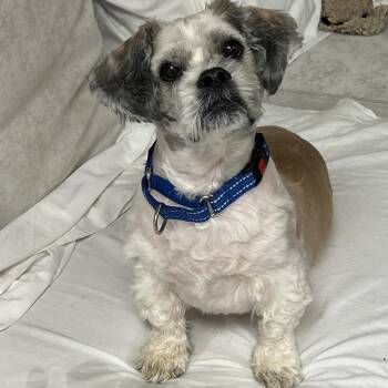 Paws -  Lhasa Apso Dog for Adoption in Sudbury, Massachusetts - Paws | PetCurious