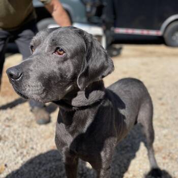 Rescue Labrador Retriever Dogs for Adoption in Columbia, South Carolina - Gregg | PetCurious