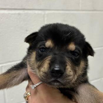 Joni -  Carolina Dog and Mixed Breed Dog for Adoption in Corpus Christi, Texas - Joni | PetCurious