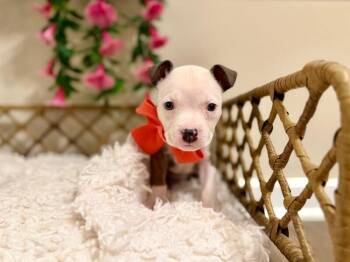 Princess Braveheart -  Pit Bull Terrier and Staffordshire Bull Terrier Dog for Adoption in Friendswood, Texas - Princess Braveheart | PetCurious