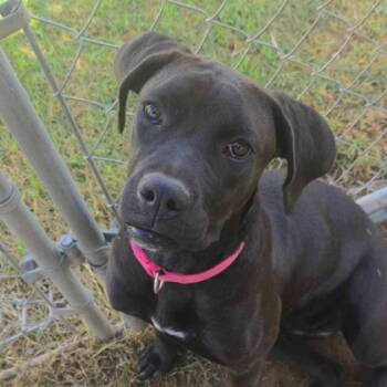 Rescue Boxer and Mixed Breed Dogs for Adoption in Beatrice, Nebraska - Marsha | PetCurious