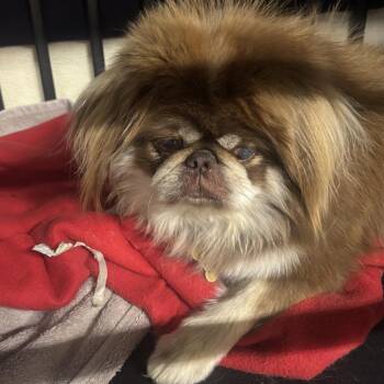 SANJAY -  Pekingese Dog for Adoption in Richmond, California - SANJAY | PetCurious