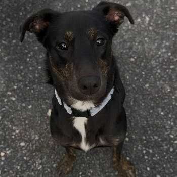 Rescue Mixed Breed Dogs for Adoption in Fredericksburg, Virginia - Butterfly | PetCurious