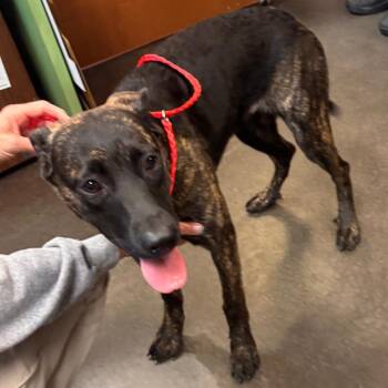 Shepherd Dogs Available for Adoption in Norman, Oklahoma - Cricket | PetCurious