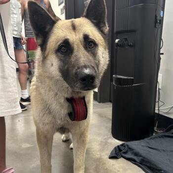 German Shepherd Dog Dogs Available for Adoption - Blaze | PetCurious