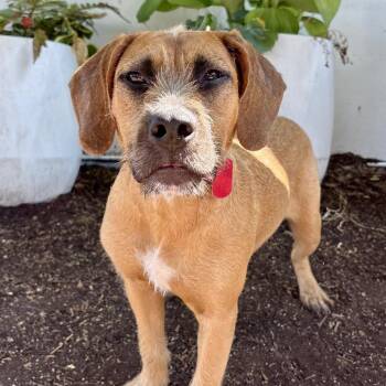 Lady -  Terrier Dog for Adoption in Portland, Oregon - Lady | PetCurious