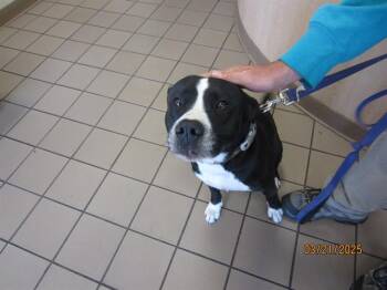 Rescue Labrador Retriever Dogs for Adoption in Ocala, Florida - DEXTER | PetCurious