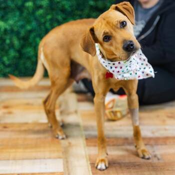 Yellow Labrador Retriever and Shepherd Dogs Available for Adoption in East St. Louis, Illinois - Polka Dot (Sponsored) | PetCurious
