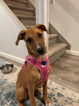 Rescue Golden Retriever Dogs for Adoption in Portland, Oregon - Layla | PetCurious