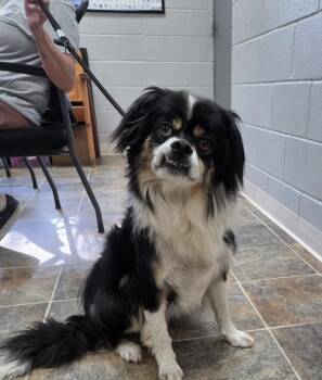 Cavalier King Charles Spaniel and Australian Shepherd Dogs Available for Adoption in Parsons, Kansas - Milton | PetCurious