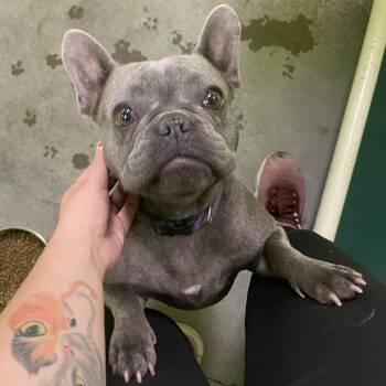 Lucille - Stray Hold Up 8/25 -  French Bulldog Dog for Adoption in Spokane, Washington - Lucille - Stray Hold Up 8/25 | PetCurious