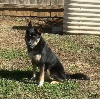 Rescue Australian Kelpie Dogs for Adoption in Brentwood, Tennessee - Echo | PetCurious