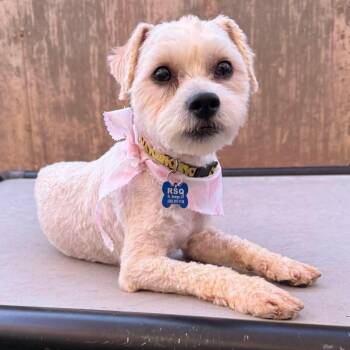 Coco -  Shih Tzu Dog Available for Adoption in St. George, Utah - Coco | PetCurious