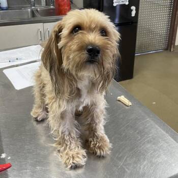 Tatum -  Shih Tzu and Mixed Breed Dog for Adoption in San Antonio, Texas - Tatum | PetCurious