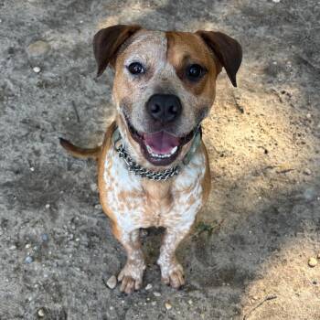Freckles -  Mixed Breed Dog for Adoption in Hampton Bays, New York - Freckles | PetCurious