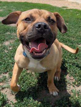 Max -  Pit Bull Terrier and Mixed Breed Dog for Adoption in Yankton, South Dakota - Max | PetCurious