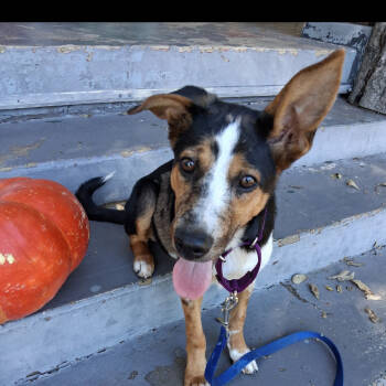 Rescue Australian Cattle Dog Blue Heeler Dogs for Adoption in Palestine, Texas - Monty | PetCurious