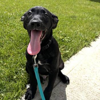 Schnurr -  Mixed Breed Dog for Adoption in Canal Winchester, Ohio - Schnurr | PetCurious