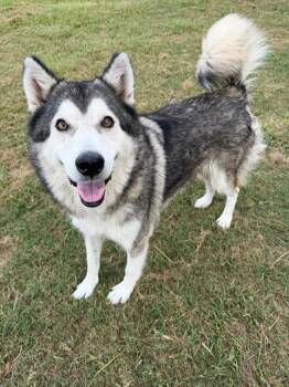 LUNA -  Husky and Mixed Breed Dog for Adoption in Conroe, Texas - LUNA | PetCurious