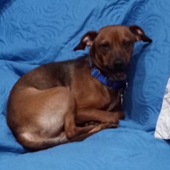 Mixed Breed Dogs Available for Adoption - Rhoz | PetCurious