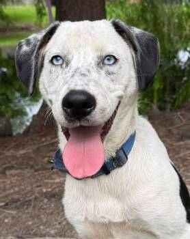 Luke -  Catahoula Leopard Dog and Dalmatian Dog for Adoption in Farmington, Connecticut - Luke | PetCurious