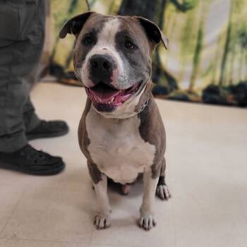 Rescue Pit Bull Terrier Dogs for Adoption in Lake Panasoffkee, Florida - Dodger | PetCurious
