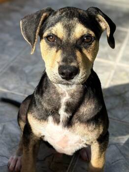 Bandit - The Heart-Stealer -  Beagle and Canaan Dog Dog for Adoption in Carolina, Carolina - Bandit - The Heart-Stealer | PetCurious
