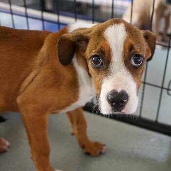 Faira -  Mixed Breed Dog for Adoption in Bradenton, Florida - Faira | PetCurious
